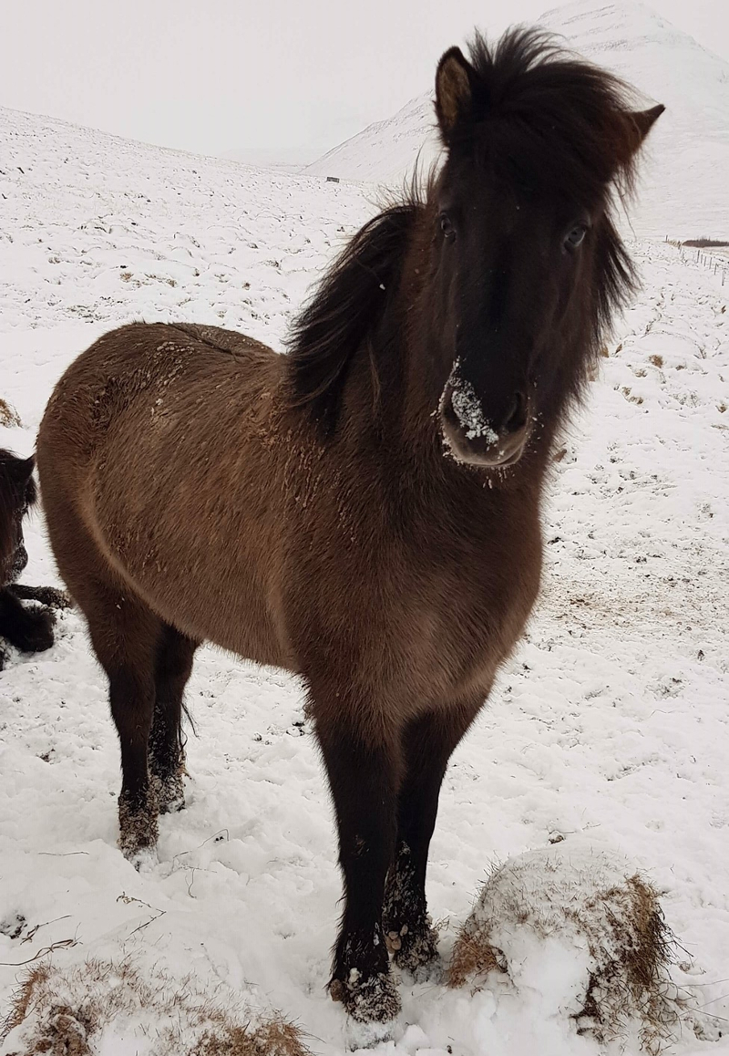 Effie, jan 2019